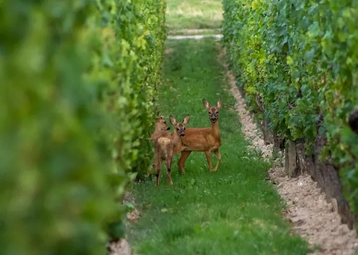 Casa Mosella דירה